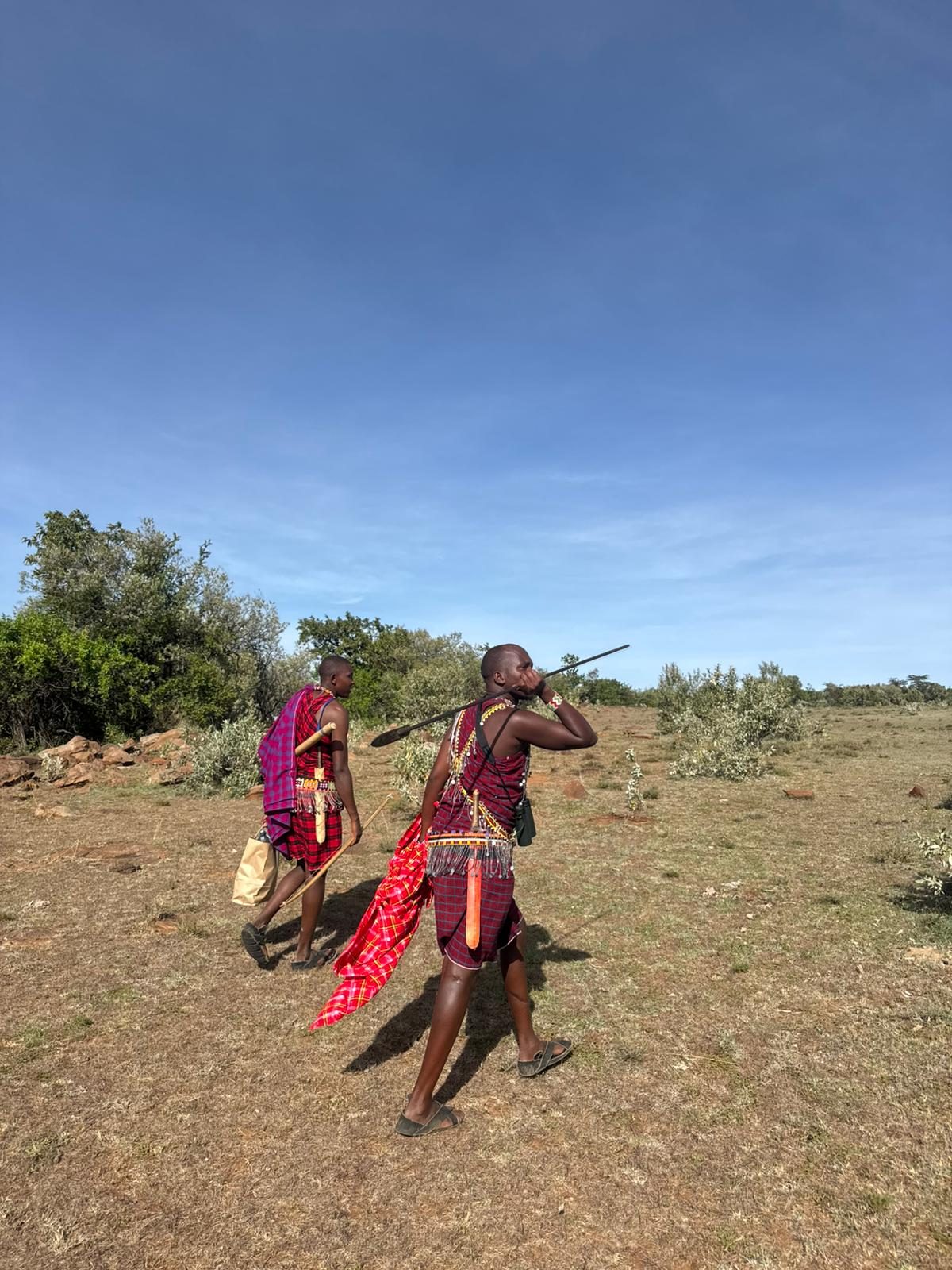 Two Maasai guides in red shukas walking across open grassland.