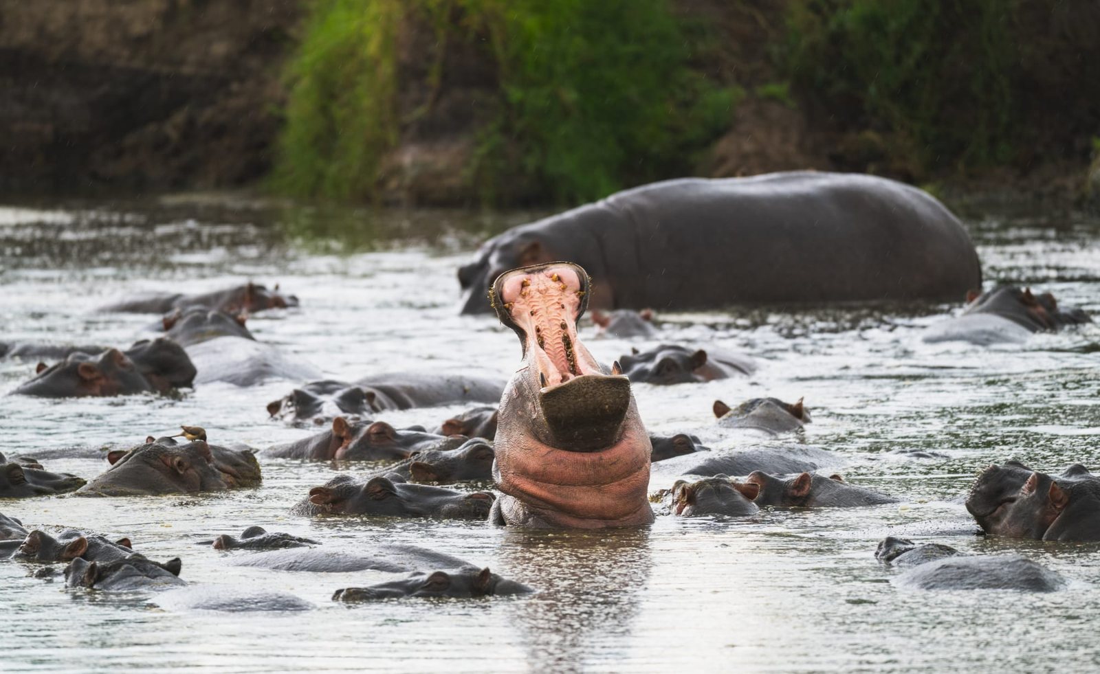 A crowded hippo pool, with one hippo yawning wide.