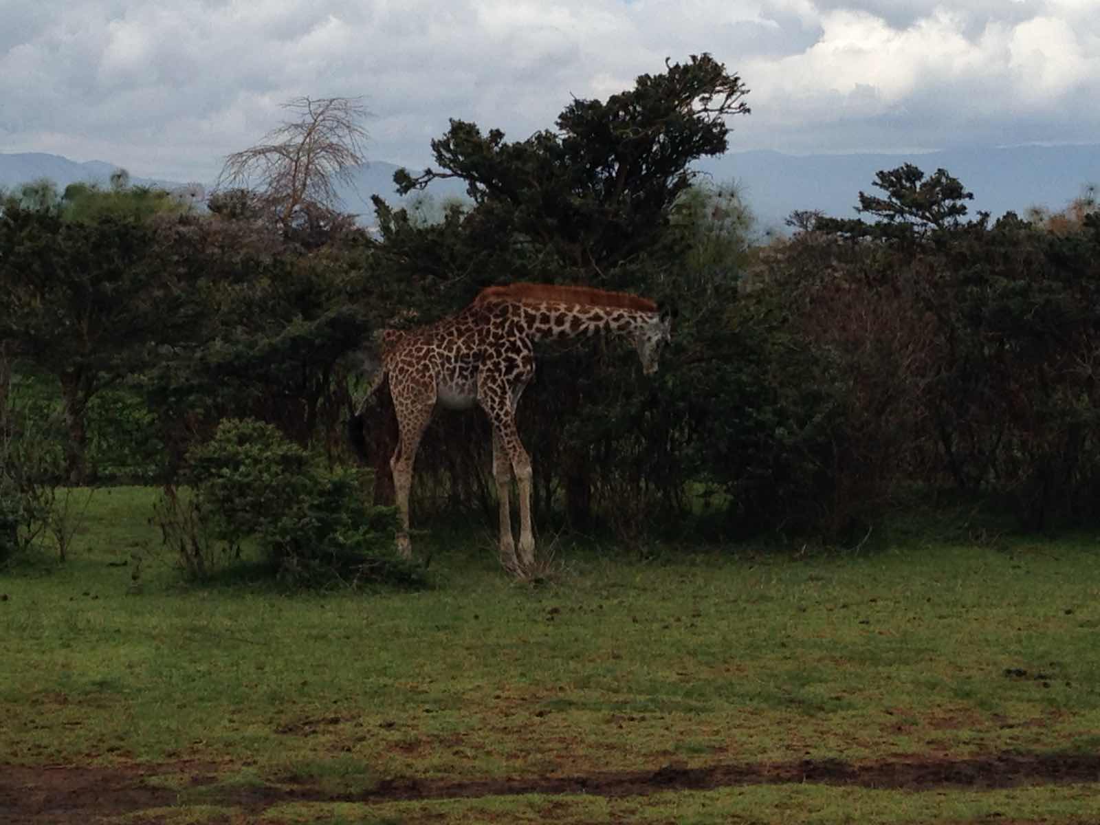 A young giraffe grazing among acacia trees on Crescent Island.
