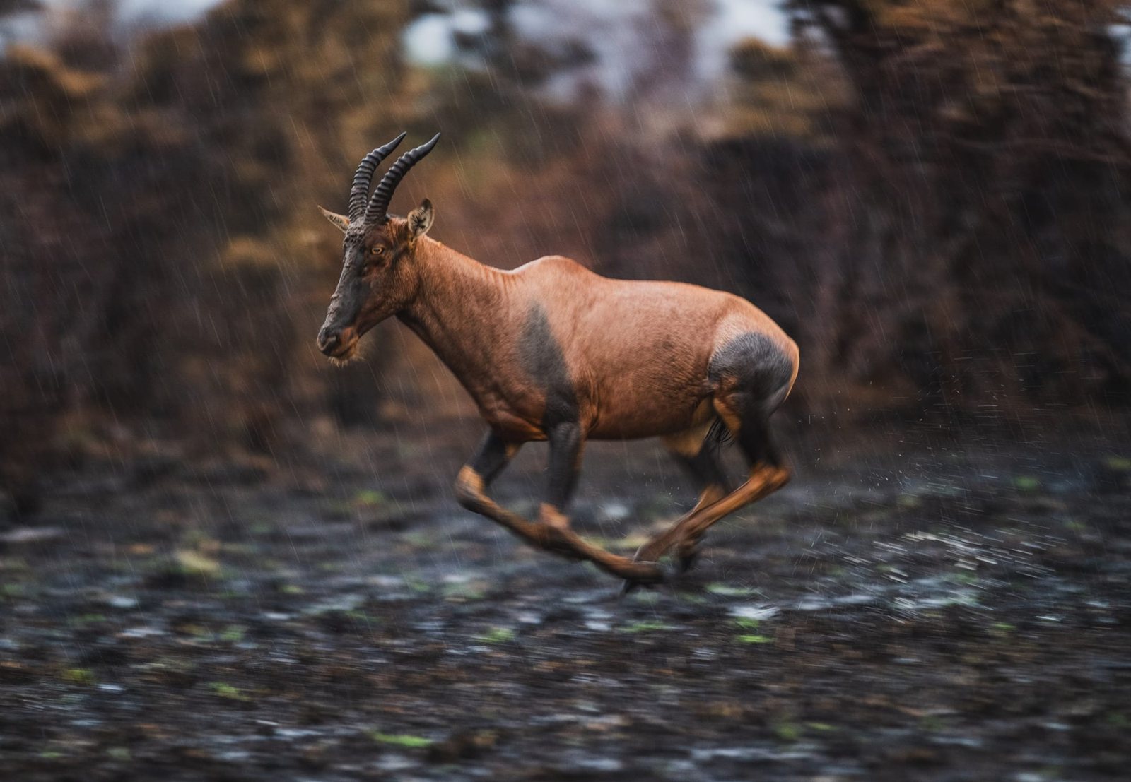 A topi leaping across wet, muddy ground.